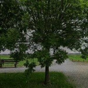 obrazek: avatar NOEMI