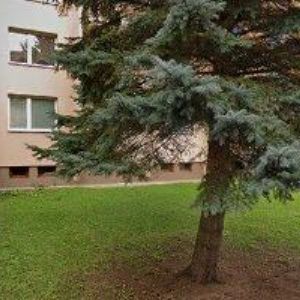 obrazek: avatar BARCUCH MARTIN-ÚKLIDOVÉ PRÁCE