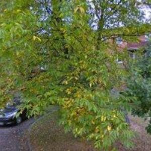 obrazek: avatar HOLUB JAROSLAV-ELEKTROMONTÁŽE & HODINOVÝ MANŽEL