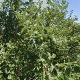 ŠROM MIROSLAV-ELEKTROMONTÁŽE