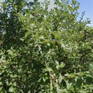 obrazek: avatar ŠROM MIROSLAV-ELEKTROMONTÁŽE