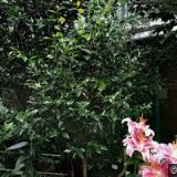 BOTANICKÁ ZAHRADA LIBEREC