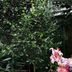 obrazek: avatar BOTANICKÁ ZAHRADA LIBEREC