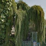 PÁNKOVÁ LUCIE Ing.-ZAHRADNÍ ARCHITEKTURA