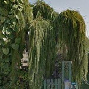 obrazek: avatar PÁNKOVÁ LUCIE Ing.-ZAHRADNÍ ARCHITEKTURA