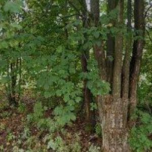 obrazek: avatar PODJEŠTĚDSKÁ SMEČKA LIBEREC