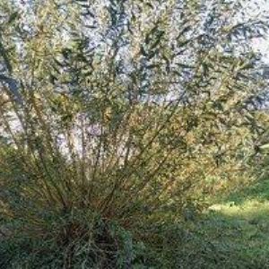 obrazek: avatar BERGER DALIBOR