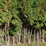 ČESKÝ KYNOLOGICKÝ SVAZ Hrádek nad Nisou