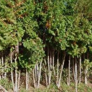 obrazek: avatar ČESKÝ KYNOLOGICKÝ SVAZ Hrádek nad Nisou