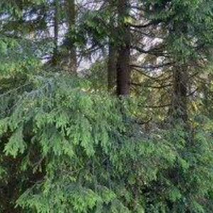 obrazek: avatar ŽIVÁ STŘECHA s.r.o.