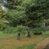 HELIANTHUS CZ s.r.o.