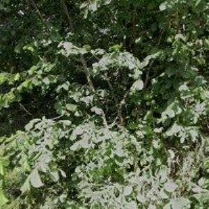 obrazek: avatar DAJAVERA