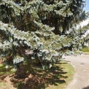 obrazek: avatar MAUER TOMÁŠ