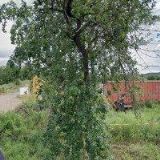 ZEMAN ZDENĚK MVDr.-VETERINA PŘELOUČ