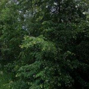 obrazek: avatar ZEMĚDĚLSKÉ SLUŽBY HLINSKO V Č. s.r.o.