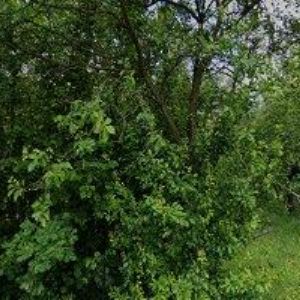 obrazek: avatar CHOVATELSKÁ STANICE FROM EAGLE HILLS