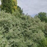 RODINNÁ FARMA MACEK