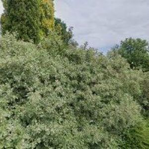 obrazek: avatar RODINNÁ FARMA MACEK