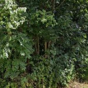 obrazek: avatar PSÍ HOTEL NA ŠPICI