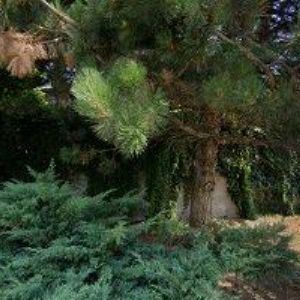 obrazek: avatar MÜLLEROVÁ LADA