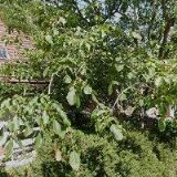 KŘÍŽ DALIBOR MVDr.