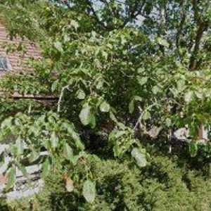 obrazek: avatar KŘÍŽ DALIBOR MVDr.