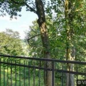 obrazek: avatar ČESKÝ KYNOLOGICKÝ SVAZ Moravská Třebová