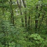 ČESKÝ KYNOLOGICKÝ SVAZ Holice