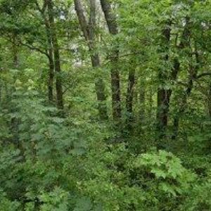 obrazek: avatar ČESKÝ KYNOLOGICKÝ SVAZ Holice