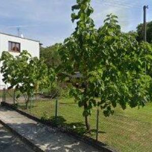 obrazek: avatar EICHLER IVO