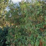 BARTOŠ LADISLAV MVDr.