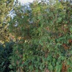 obrazek: avatar BARTOŠ LADISLAV MVDr.