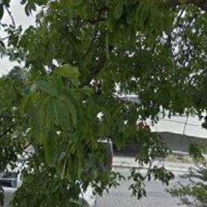 obrazek: avatar VČELAŘSTVÍ SEDLÁK