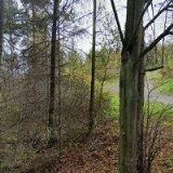 ČESKÝ KYNOLOGICKÝ SVAZ Vidče