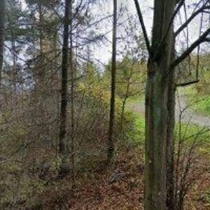 obrazek: avatar ČESKÝ KYNOLOGICKÝ SVAZ Vidče