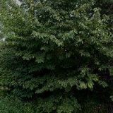 BIOZELENINA VELEHRAD