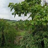 ZEMAN STANISLAV-ZAHRADY