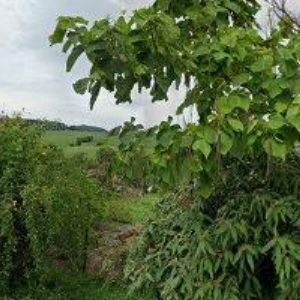 obrazek: avatar ZEMAN STANISLAV-ZAHRADY