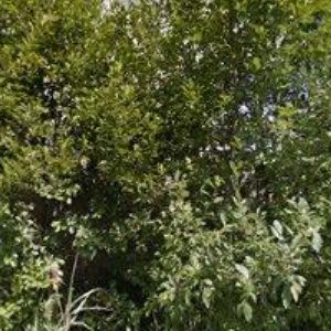 obrazek: avatar KRULIŠ KAREL-TRUHLÁŘSKÉ PRÁCE