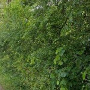 obrazek: avatar TRUHLÁŘSTVÍ SPALTO s.r.o.