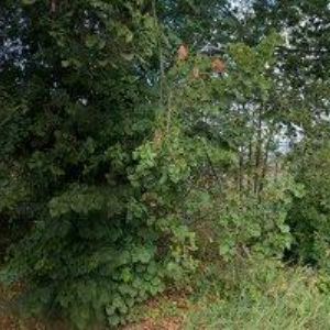 obrazek: avatar STEHLÍK MILAN