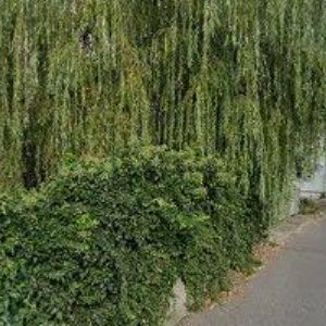 obrazek: avatar SAMŠIŇÁK TRUHLÁŘSTVÍ