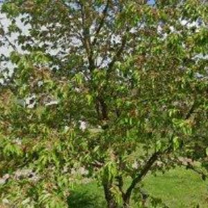 obrazek: avatar ŠKRANC MARTIN-TRUHLÁŘSTVÍ