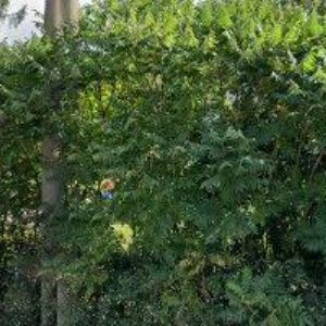 obrazek: avatar ŠLAMBOR STANISLAV