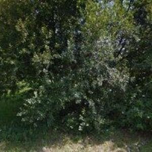 obrazek: avatar ELEKTROKOLA-MICHAL