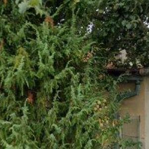 obrazek: avatar VELO