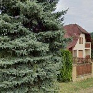 obrazek: avatar GARGULÁK ROSTISLAV Ing.-COLTWOOD