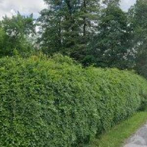 obrazek: avatar ARNI