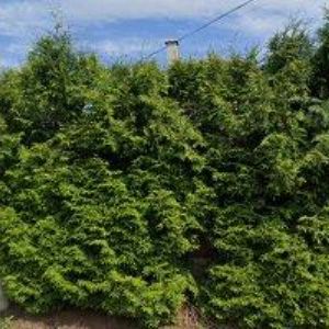 obrazek: avatar MMKGRIP.CZ