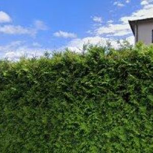 obrazek: avatar SOFTWARE & DTP